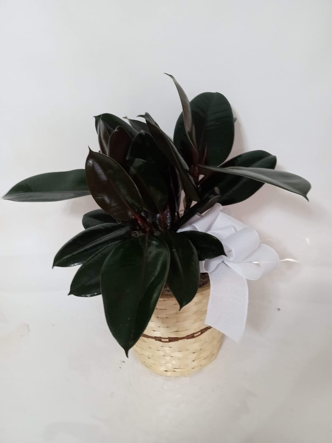 Blooming and green plant gift 1 from Fredericksburg Florist