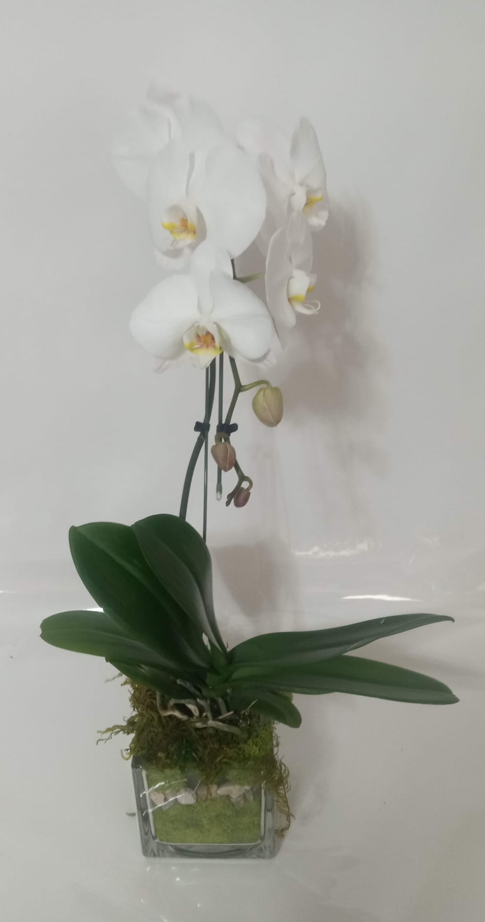 Blooming and green plant gift 2 from Fredericksburg Florist