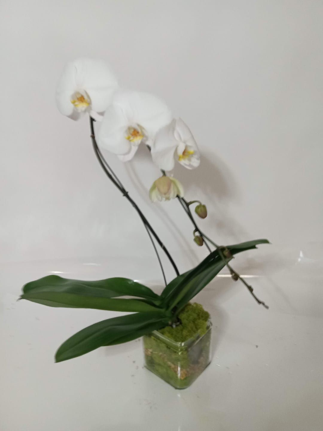 Blooming and green plant gift 3 from Fredericksburg Florist