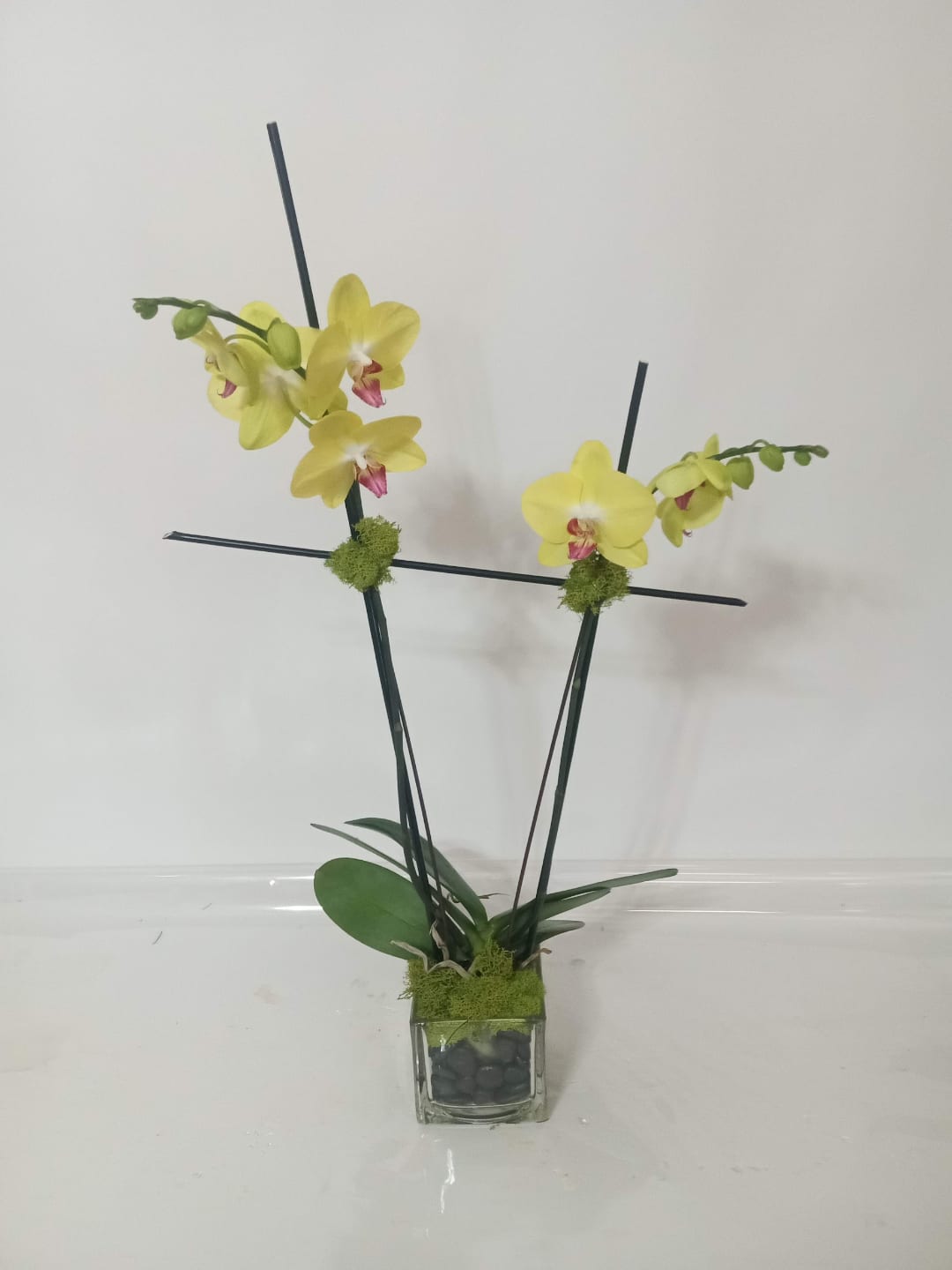 Blooming and green plant gift 4 from Fredericksburg Florist
