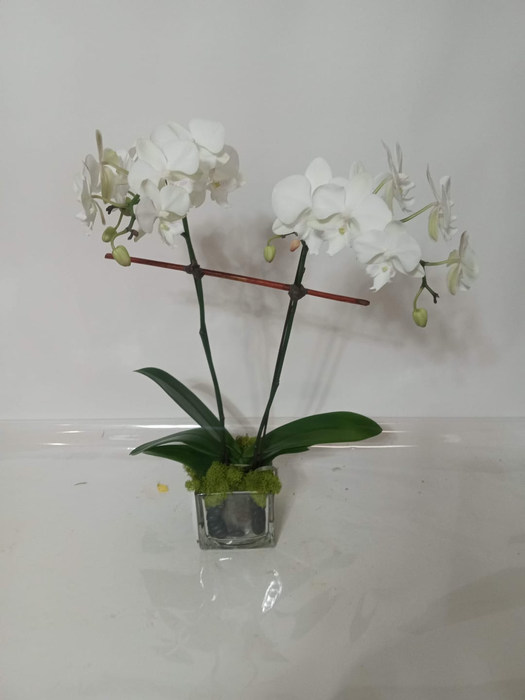 Blooming and green plant gift 5 from Fredericksburg Florist