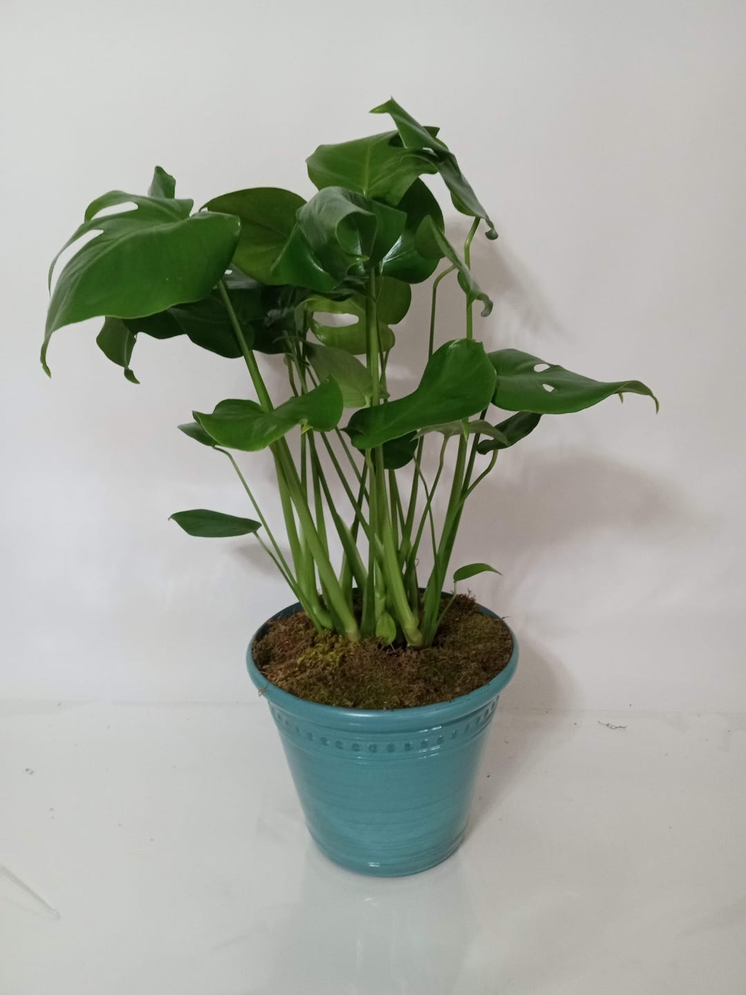 Blooming and green plant gift 6 from Fredericksburg Florist