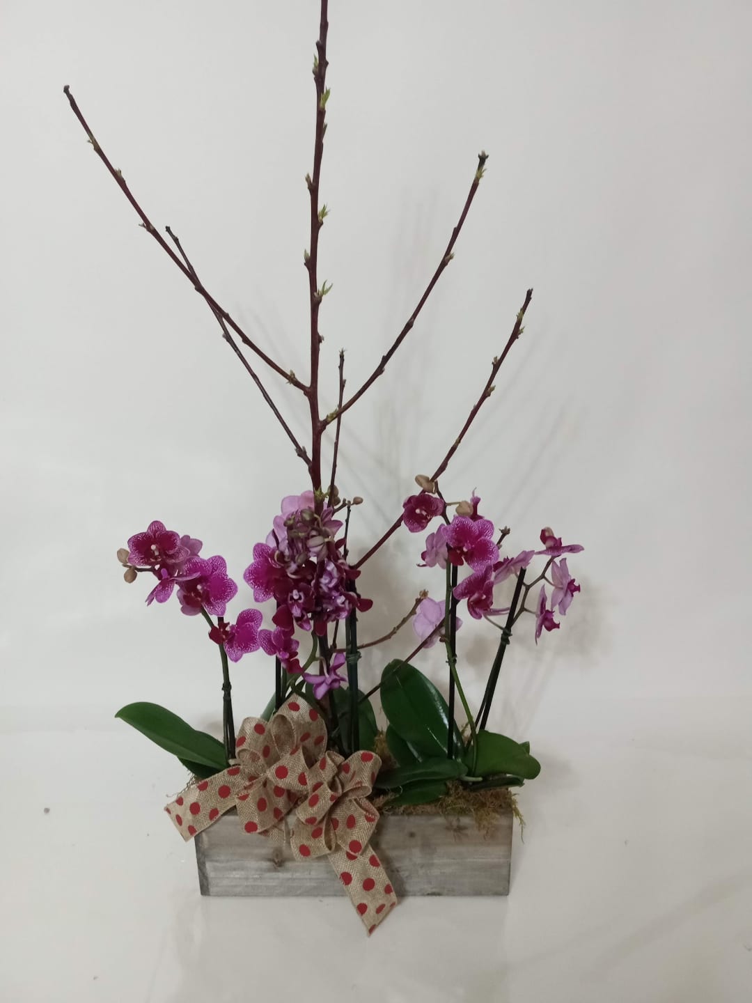 Blooming and green plant gift 7 from Fredericksburg Florist