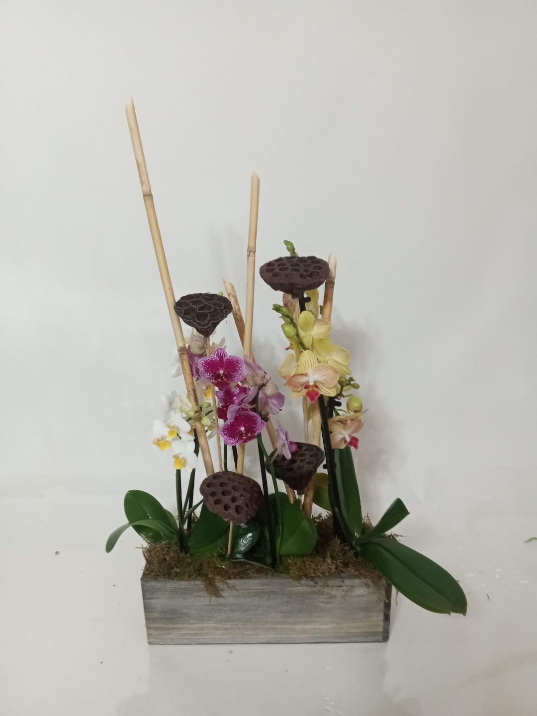 Blooming and green plant gift 8 from Fredericksburg Florist