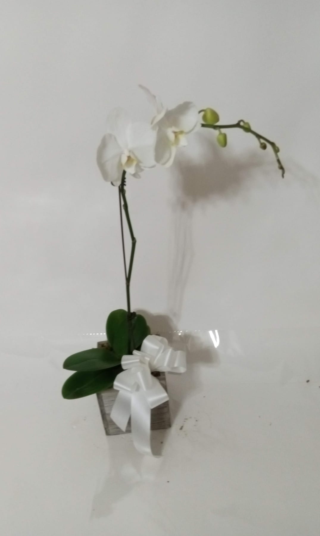 Blooming and green plant gift 9 from Fredericksburg Florist