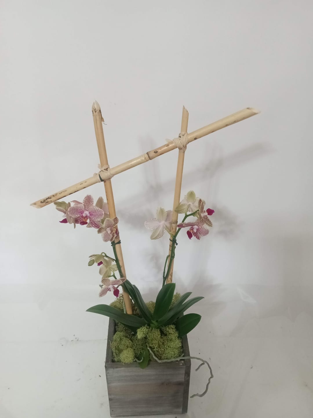 Blooming and green plant gift 10 from Fredericksburg Florist