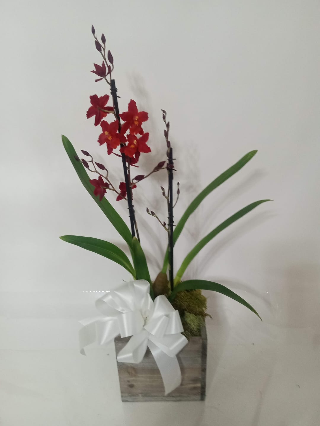 Blooming and green plant gift 11 from Fredericksburg Florist