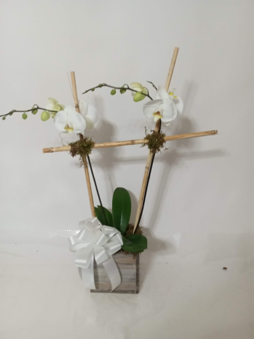 Blooming and green plant gift 12 from Fredericksburg Florist