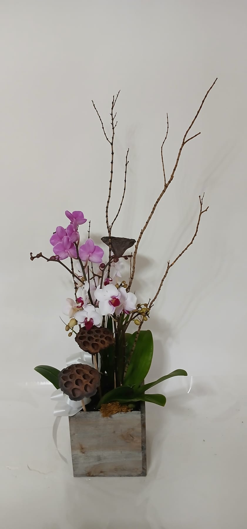 Blooming and green plant gift 14 from Fredericksburg Florist