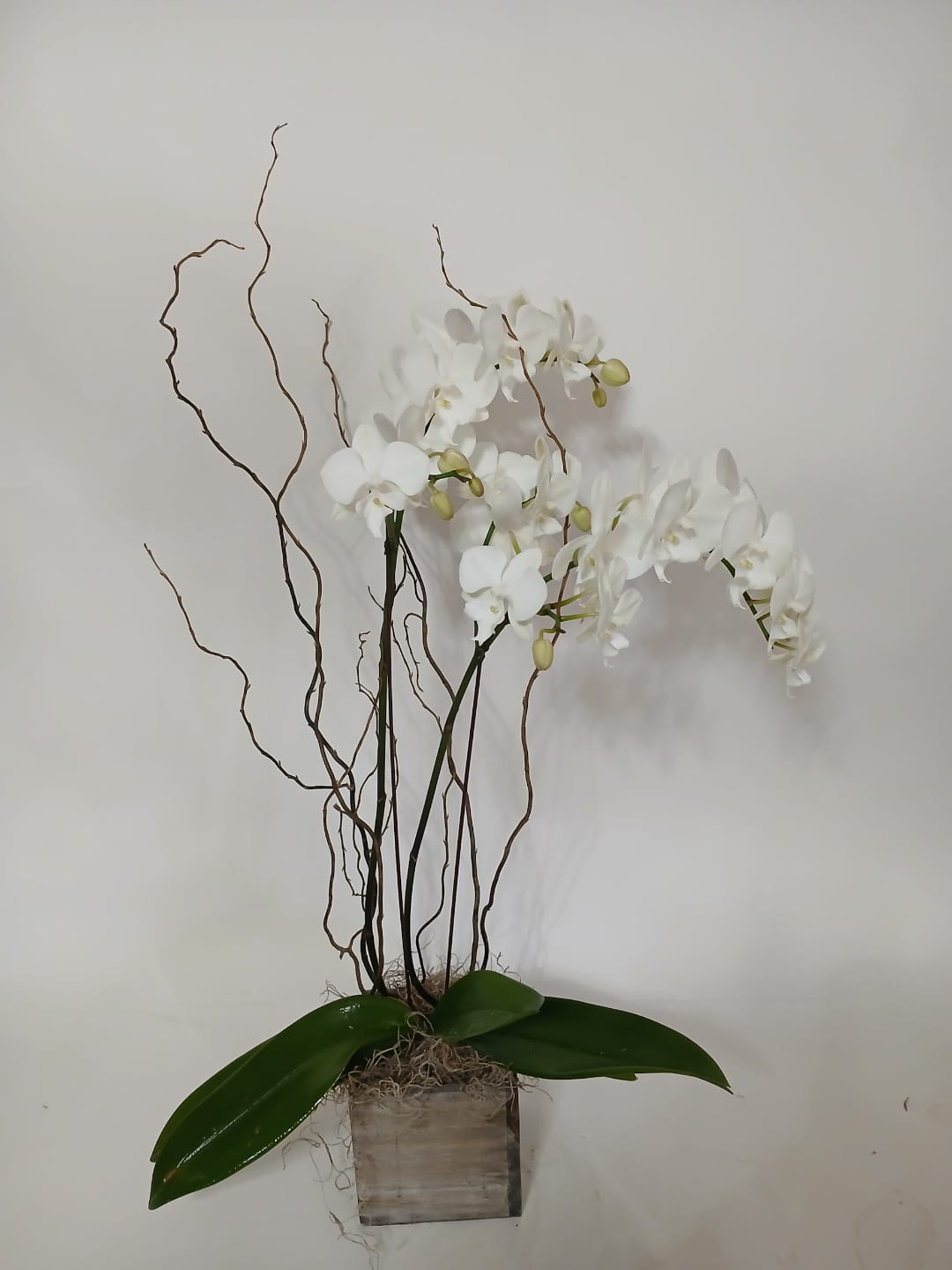 Blooming and green plant gift 15 from Fredericksburg Florist