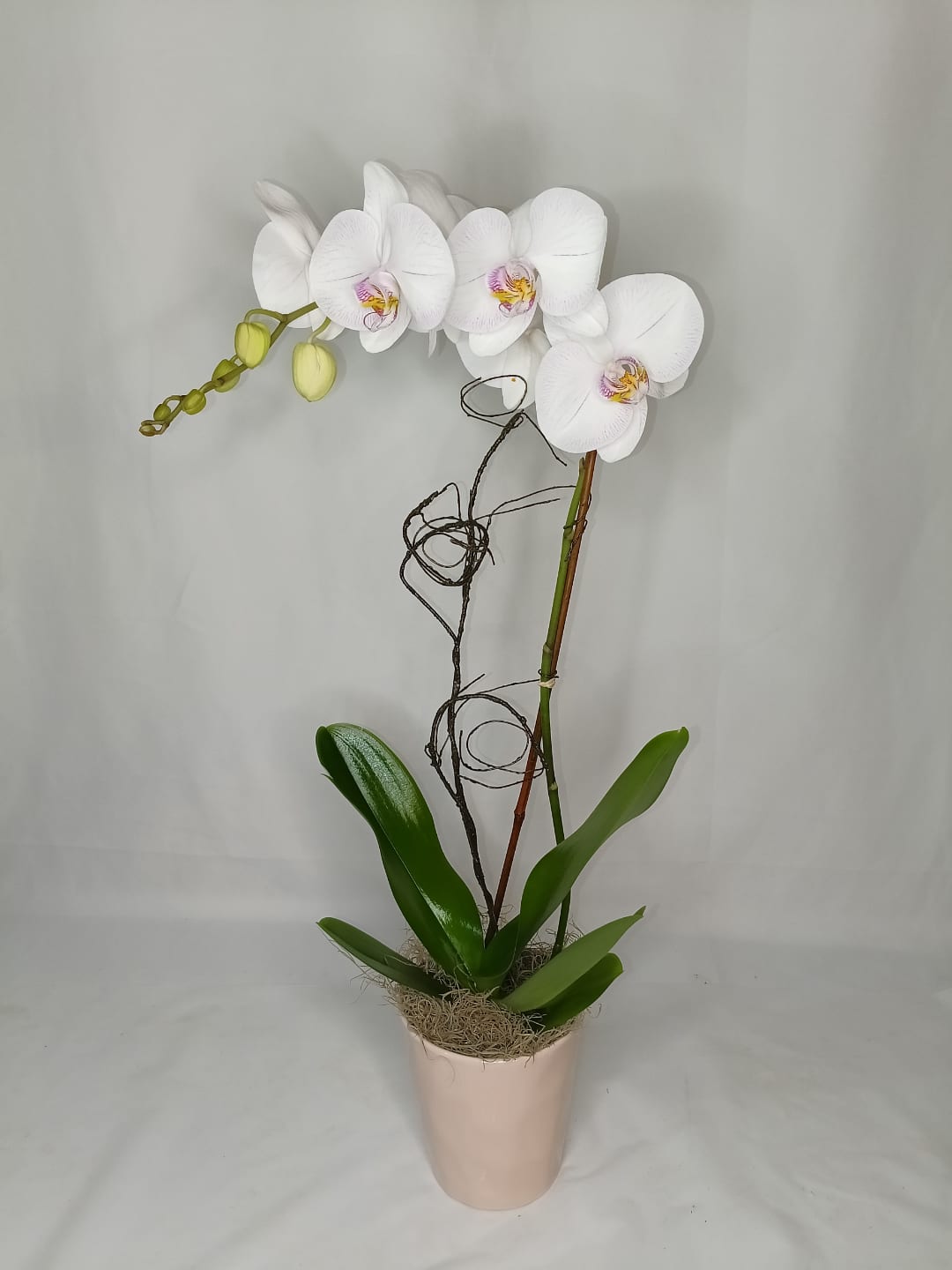 Blooming and green plant gift 17 from Fredericksburg Florist