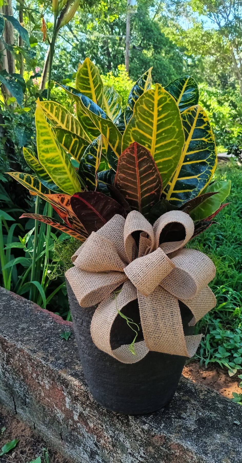 Blooming and green plant gift 18 from Fredericksburg Florist