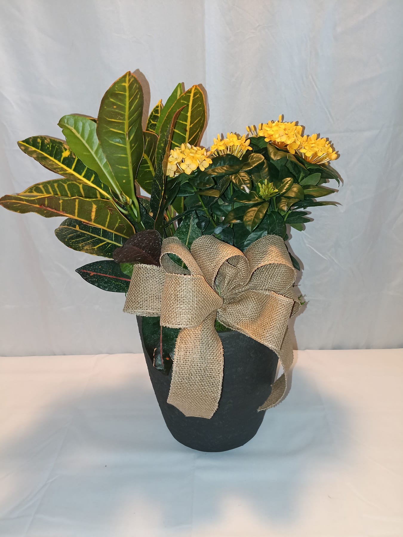 Blooming and green plant gift from Fredericksburg Florist